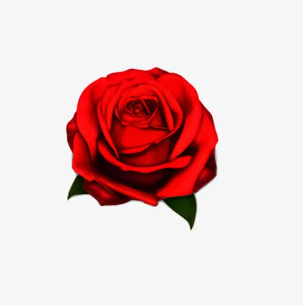 玫瑰免抠
