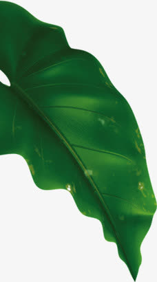 大绿色叶子png素材免抠
