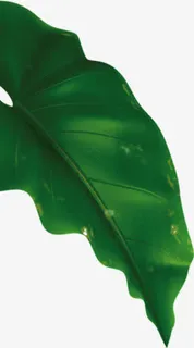 大绿色叶子png素材免抠