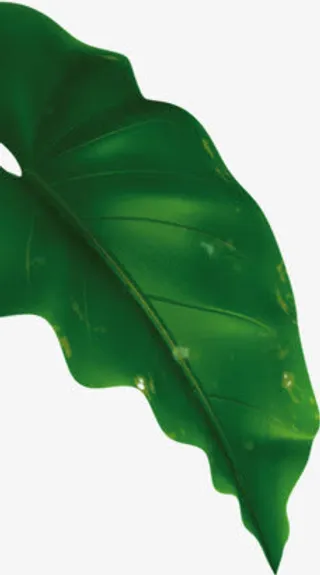 大绿色叶子png素材免抠