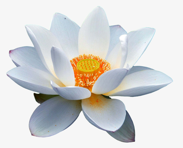 白色的莲花免抠