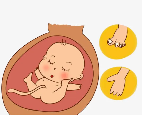 胎儿的手脚生长免抠
