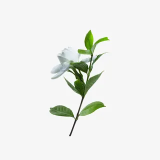 春天栀子花植物实拍素材免抠动植物植物元素