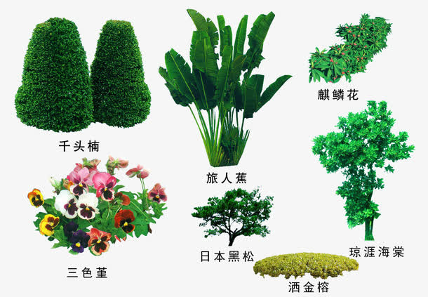 绿色植物免抠