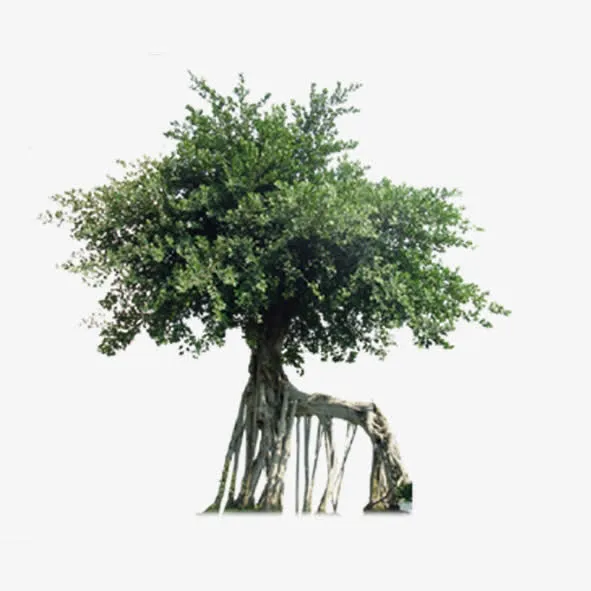 园林花草免抠