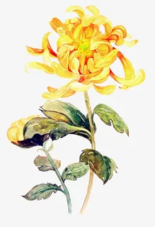 黄绿色卡通秋季菊花免抠