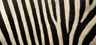 斑马质感纹理黑色服装海报背景高清