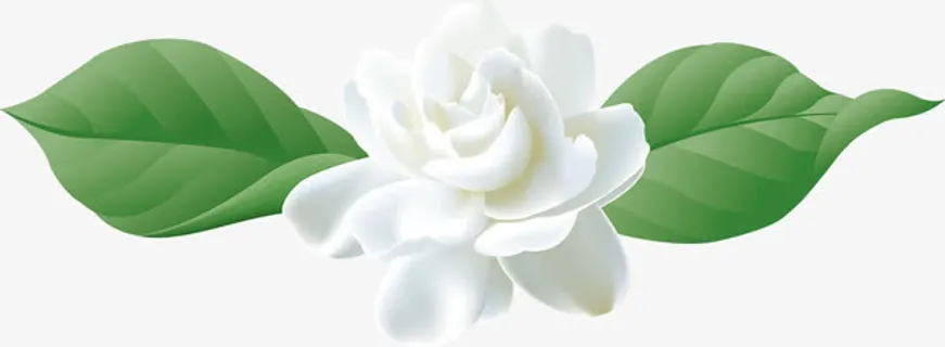 白色茉莉花免抠