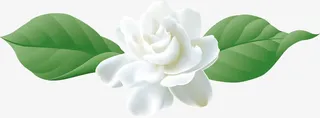 白色茉莉花免抠