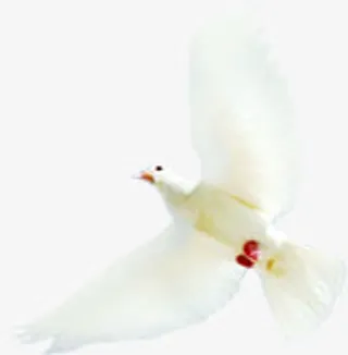 高清活动海报和平鸽建党节日免抠