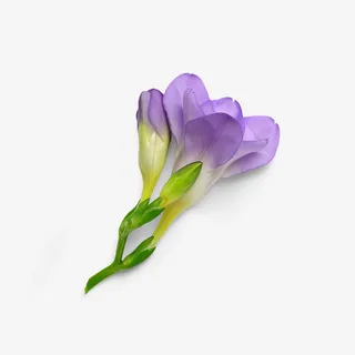 花骨朵自然植物枝叶花瓣免抠