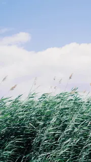 春天绿色芦苇风景H5背景高清