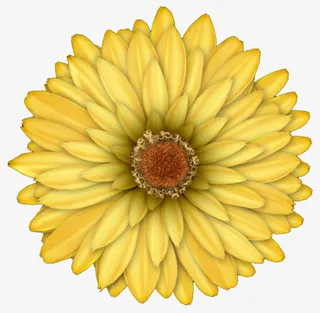 一朵黄色的菊花免抠