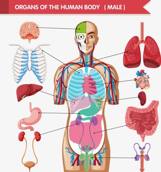 矢量彩色人体结构免抠