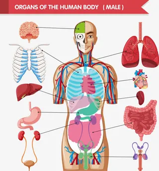 矢量彩色人体结构免抠