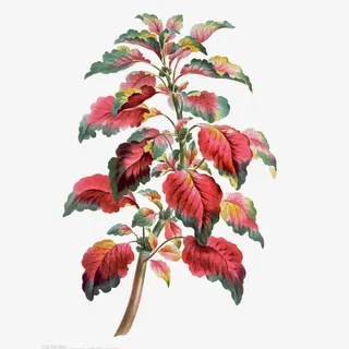 鲜花矢量素材卡通鲜花素材免抠