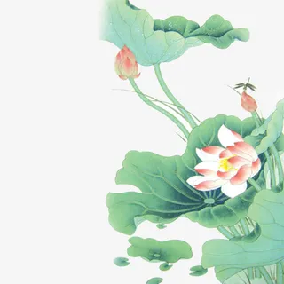手绘荷花免抠