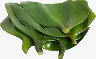 新鲜的海带头免抠