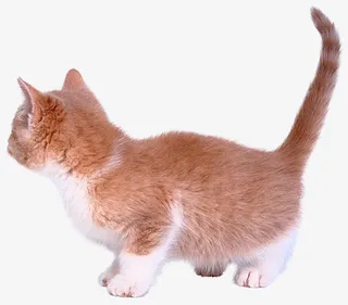 猫咪 黄色 小猫 活泼免抠