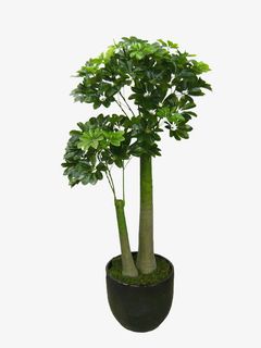 两根鹅掌柴免抠