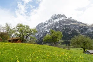 野外山坡 鲜花草地高清