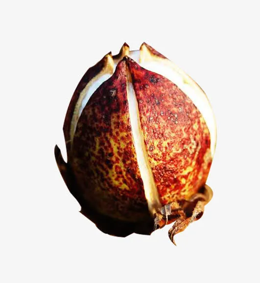 一个精梳棉棉花苞图片素材免抠