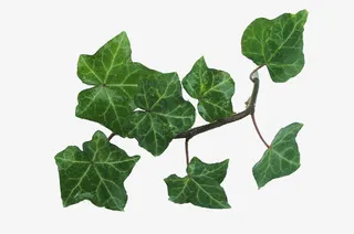 常春藤枝叶免抠