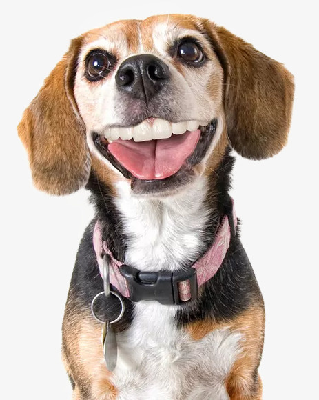 一只开心狗免抠