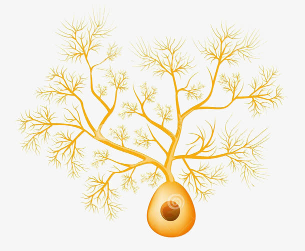 黄色医学细胞结构图免抠