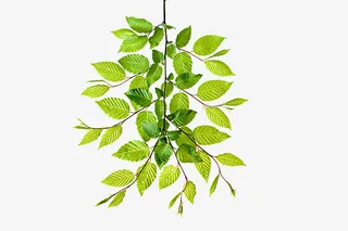 鲜绿色缠绕的树枝免抠