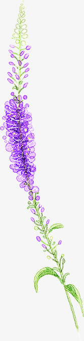 春天手绘紫色鲜花植物免抠
