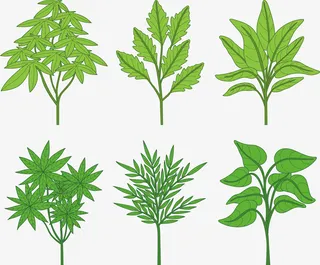 春天生长的绿叶植物免抠