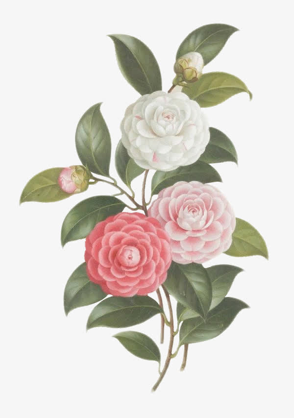 粉色白色盛开花朵绿叶手绘免抠