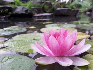 夏天的莲花台高清