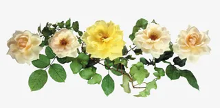 花草ps素材花草标签免抠