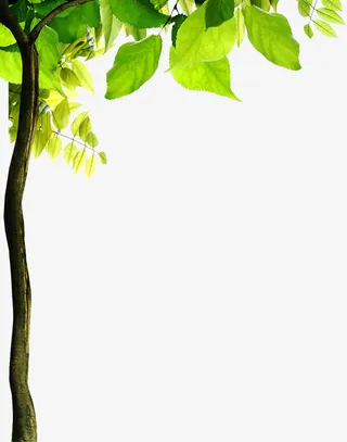 绿色春天树影日光大树免抠