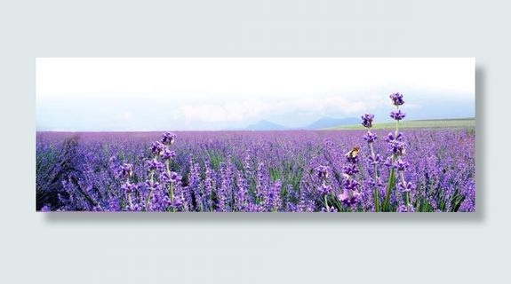 薰衣草花田紫色海报背景