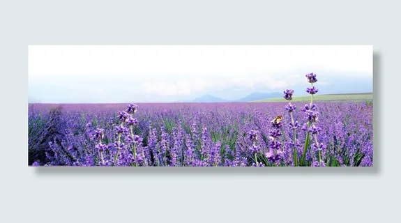薰衣草花田紫色海报背景