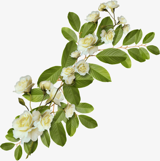 一枝白色鲜花免抠