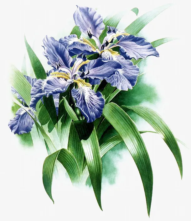 复古手绘鸢尾草免抠系列免抠
