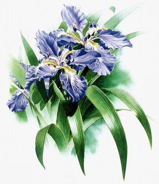 复古手绘鸢尾草免抠系列免抠