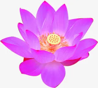 紫色荷花造型水彩免抠