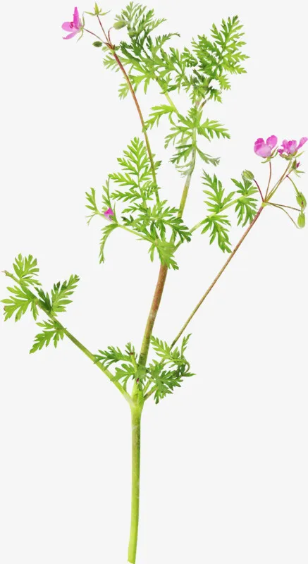 含羞花免抠