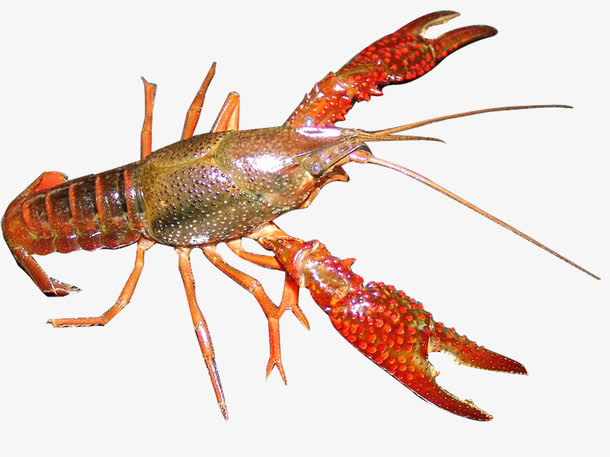 海鲜小龙虾免抠