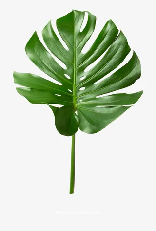 免扣素材芭蕉叶免抠动植物植物元素