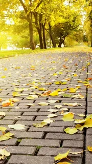 深秋H5背景高清