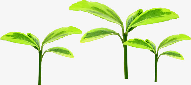 春季清新郊游植物小草免抠