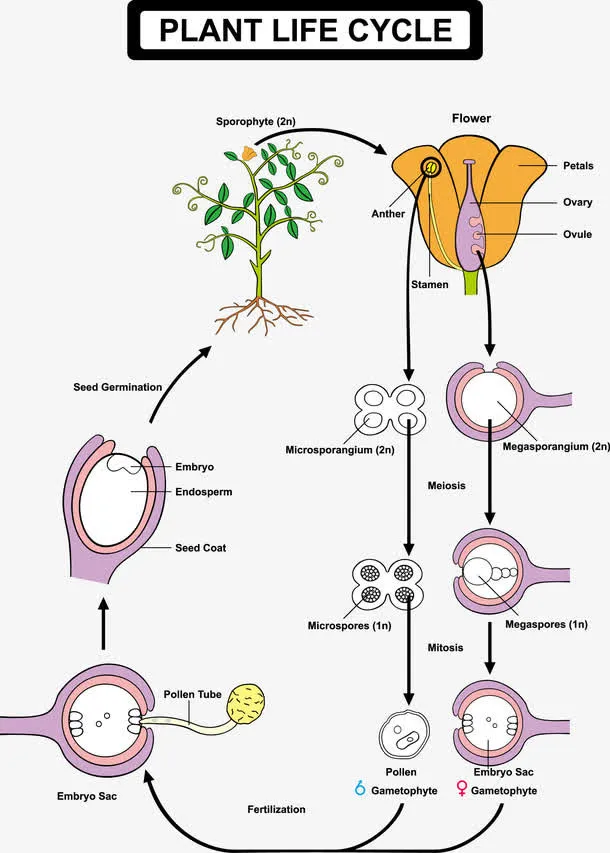植物的生命周期表示图免抠