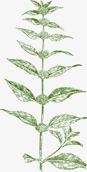 薄荷矢量卡通香料免抠