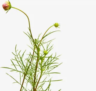 唯美清新春天花朵免抠